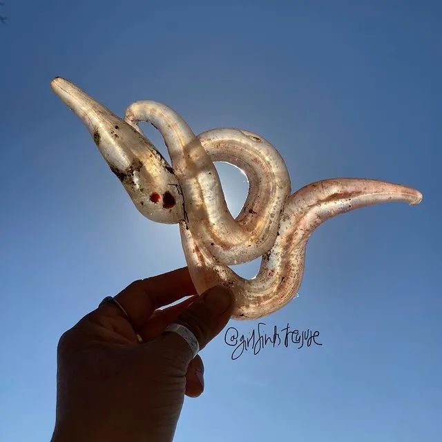 全世界最孤独的男人，凌晨3点出门捡垃圾，却让80万人大呼羡慕：“理想的生活！”