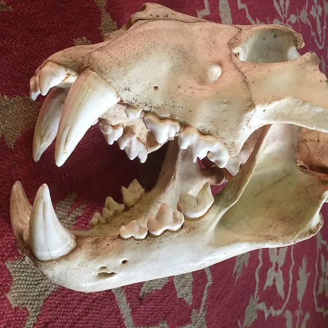 全世界最孤独的男人，凌晨3点出门捡垃圾，却让80万人大呼羡慕：“理想的生活！”