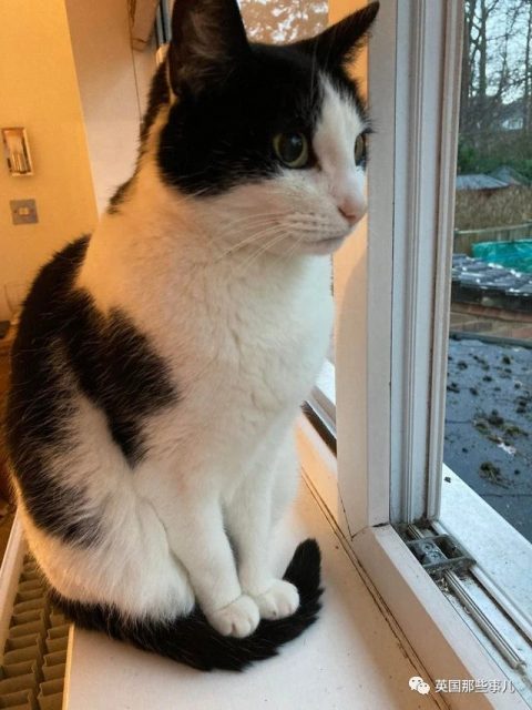 要逃跑的杜鹃花树，彩虹上有人影，日常中的惊喜发现，好有趣