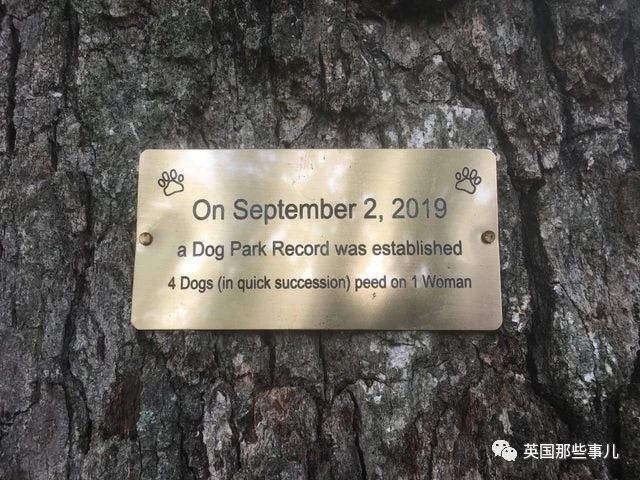 要逃跑的杜鹃花树，彩虹上有人影，日常中的惊喜发现，好有趣