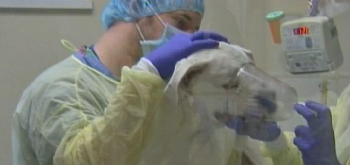 有狗狗的家庭注意了！犬流感席卷全美