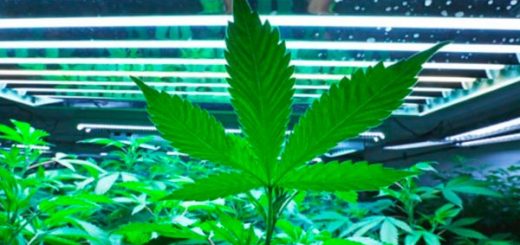 联邦大扫荡!中国黑帮在美买数百房屋,制造史上最大种植大麻案!