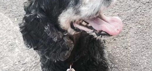 一次跟狗狗的玩耍，2周后他失去了双腿，6根手指，一部分脸