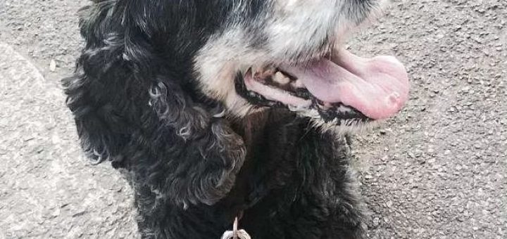 一次跟狗狗的玩耍，2周后他失去了双腿，6根手指，一部分脸