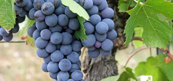 买葡萄时，尝最上面的，还是尝最下面的？弄对了，整串都甜