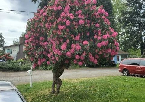 要逃跑的杜鹃花树,彩虹上有人影,日常中的惊喜发现,好有趣