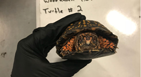 华人兄弟走私600只乌龟到中国，罚款1.5万美元,坐牢一年