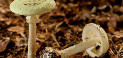 雨后蘑菇别吃！华人母子路边采摘 刚进嘴就送ICU 连肝都要换掉