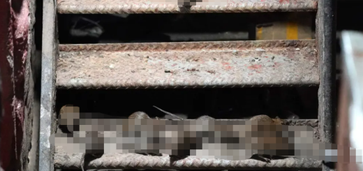 纽约兴起深夜“观老鼠”奇葩旅游！华人聚集地法拉盛、唐人街是热门站点